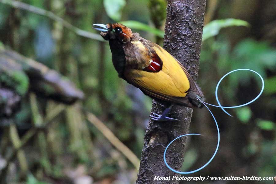 Arfak Birding | Sultan Birding Indonesia