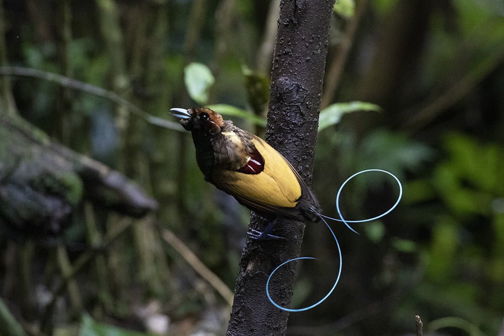 Fak Fak | Sultan Birding Indonesia