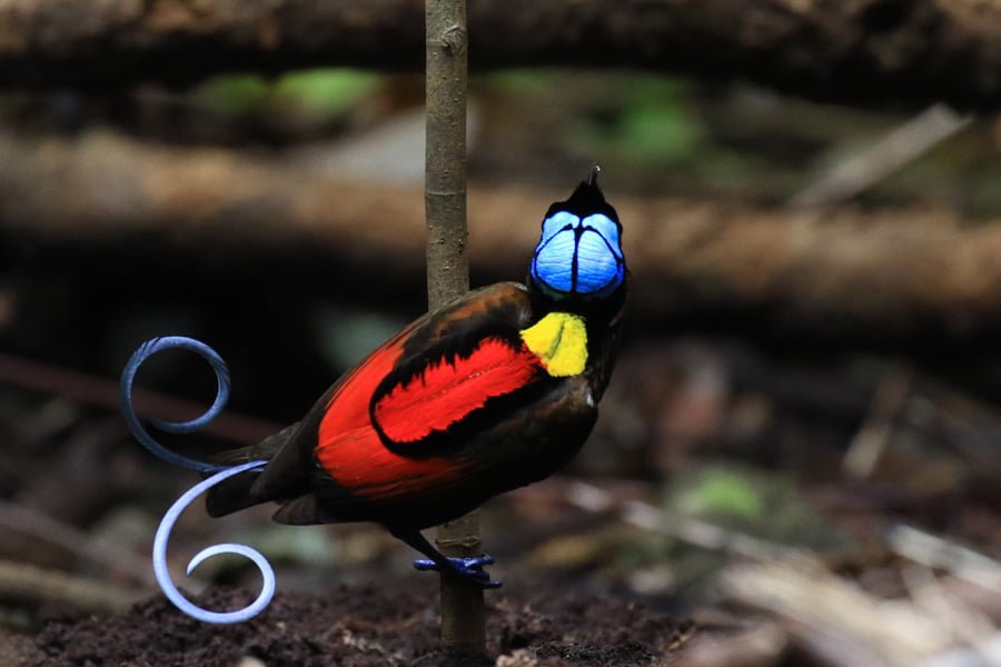 West Papua by BirdingBreaks | Sultan Birding Indonesia