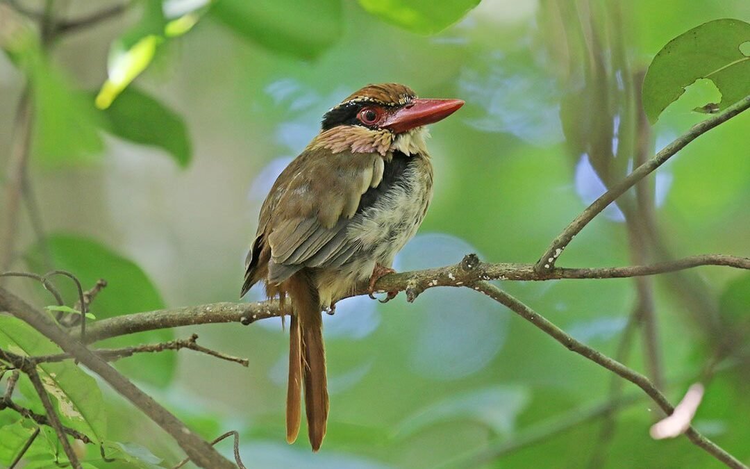 Kerinci Birding