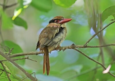 Kerinci Birding