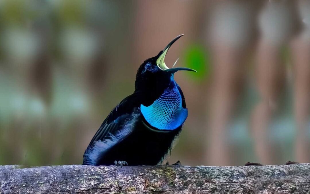 Malagufuk Birding