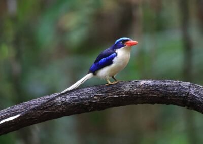 Halmahera Birding