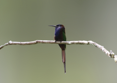 Sulawesi Halmahera