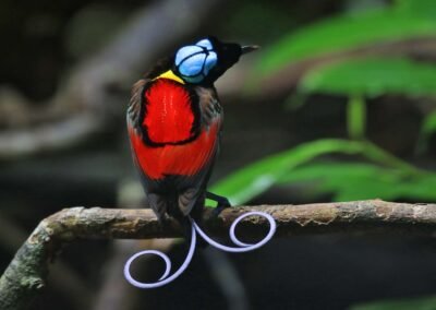 Tangkoko Waigeo