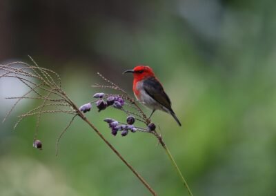 Sulawesi Birding